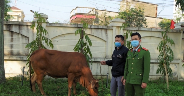 Bắt giữ đối tượng thuê xe tải từ Nghệ An sang Hà Tĩnh để... trộm bò