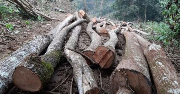 Phú Thọ điều tra vụ phá rừng tại Vườn Quốc gia Xuân Sơn
