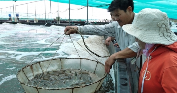 Kiên Giang phát triển nghề nuôi biển theo hướng hiện đại