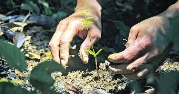 “Giữ đạo” với rừng