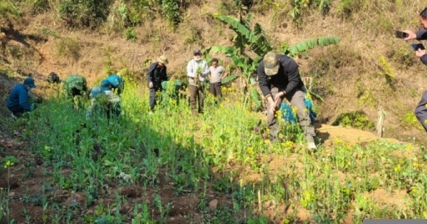 Điện Biên: Tịch thu và tiêu huỷ hơn 450 cây thuốc phiện của một chủ nương
