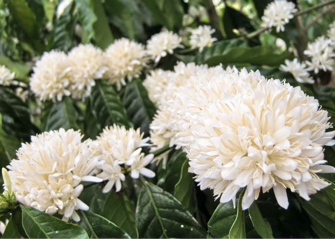 Từ tháng 2 đến tháng 4 dương lịch hàng năm là mùa của riêng hoa cà phê. Hoa cà phê nở rộ từng đợt kéo dài từ 7 – 10 ngày.