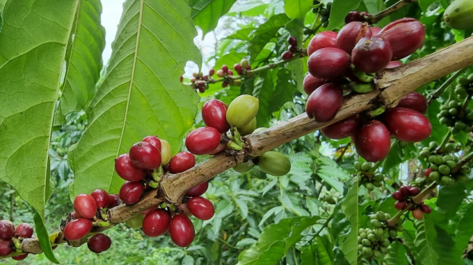 Vùng đất Bảo Lộc thích hợp để trồng giống cà phê Robusta. Trong khi đó, giống Arabica chủ yếu được người dân trồng ở vùng Cầu Đất, TP Đà Lạt và huyện Di Linh.