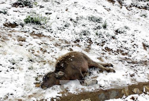 Rét đậm, rét hại khiến nhiều gia súc vùng núi bị chết. Ảnh TTXVN