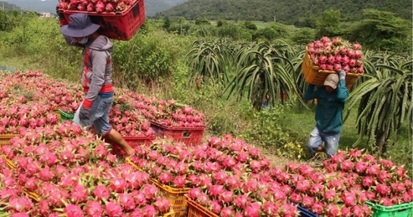 Bình Thuận: Giải pháp giải cứu thanh long về lâu dài