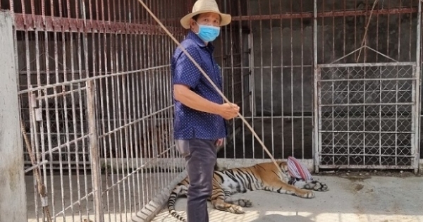 Chủ cơ sở du lịch giao nộp 4 con hổ và một xác hổ cho cơ quan chức năng