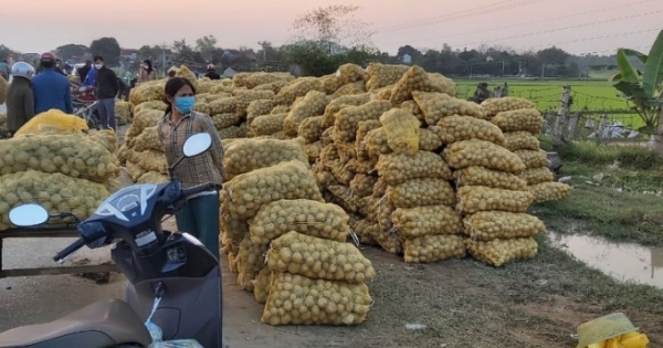 Nghệ An: Nông dân thắng lớn trong vụ trồng khoai tây trắng đầu tiên