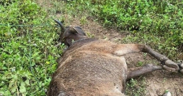 Nghệ An: Sớm có chính sách hỗ trợ hơn 800 con gia súc bị chết do rét