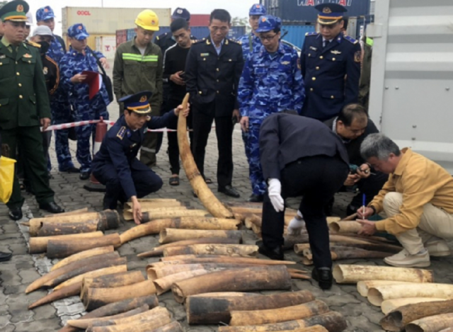 Hải Phòng: Hàng trăm kg ngà voi được "ngụy trang" tinh vi bị lực lượng chức năng thu giữ