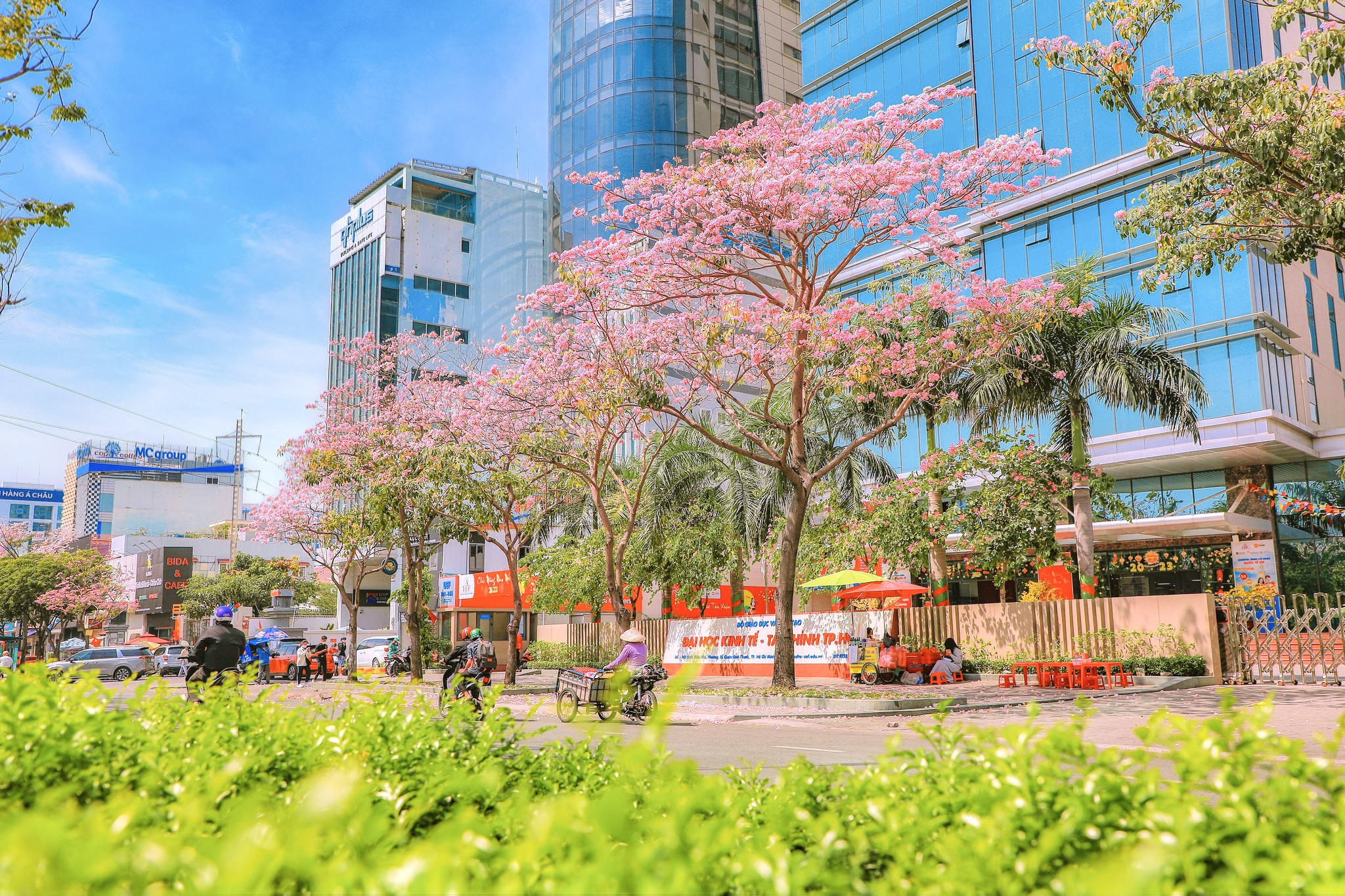 Mùa Kèn hồng Sài Gòn đã tô điểm cho những tuyến phố rực rỡ và được ví như góc trời Tây giữa lòng Sài Gòn phồn hoa.