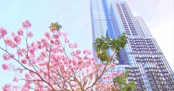 Đường phố Sài Gòn trở nên rực rỡ trong sắc hoa kèn hồng