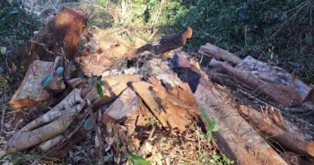 Gia Lai: Hàng chục cây gỗ lớn bị "hạ sát" gần Trạm Quản lý Bảo vệ rừng
