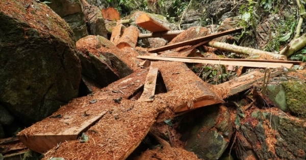 Bài 4: Xác định có nhiều gỗ nghiến bị cưa gốc và xẻ lấy ra khỏi hiện trường