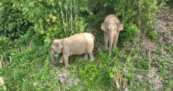 Nghệ An: Phát hiện cá thể voi 70 tuổi chết trong rừng