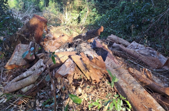 Gia Lai: Hàng chục cây gỗ lớn bị