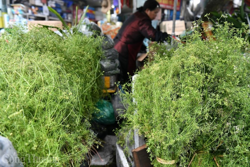 Những bó cây mùi già luôn là điểm đặc trưng của chợ Tết Hà Nội, nhiều người Hà Nội coi mùi già chính là mùi hương Tết