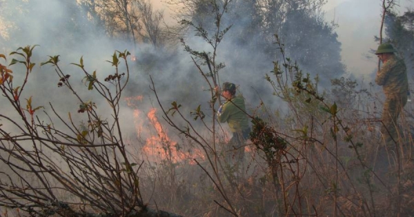 Đám cháy ở Vườn Quốc gia Hoàng Liên lan rộng, huy động hơn 800 người dập lửa