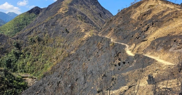 Khống chế cơ bản vụ cháy Vườn quốc gia Hoàng Liên, 30 ha rừng bị thiêu rụi