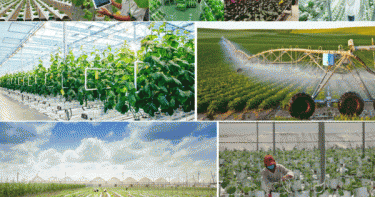 Hưng Yên: Công ty TNHH nông nghiệp công nghệ cao Phúc Sơn vi phạm quy định đầu tư