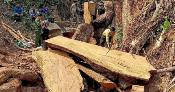 Kon Tum: Khởi tố nhiều đối tượng liên quan vụ hơn 30m3 gỗ bị chặt hạ