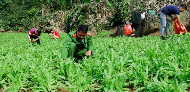 Lạng Sơn: Triệt phá 3.800 cây thuốc phiện trồng giữa rừng sâu núi đá