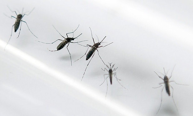 Muỗi Aede&nbsp;aegypti l&agrave; vật trung gian truyền vi r&uacute;t Zika. Ảnh: AFP