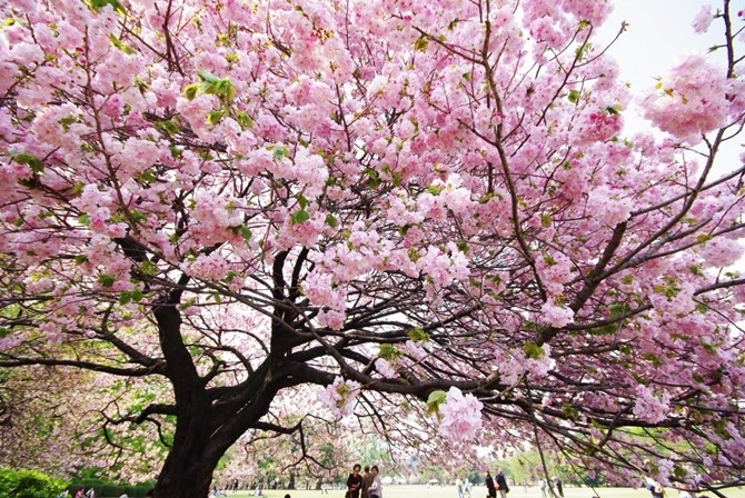 Hoa anh đ&agrave;o Nhật Bản rực hồng khoe sắc tr&ecirc;n mảnh đất Hạ Long.