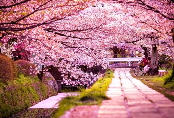 Hoa anh đ&agrave;o hay sakura, l&agrave; loại hoa nhỏ, c&oacute; nhiều m&agrave;u từ gần như trắng đến hồng thẫm, với đặc điểm nở rộ c&ugrave;ng một l&uacute;c v&agrave; lu&ocirc;n mang đến cho người xem vẻ đẹp m&ecirc; hồn. Ảnh Internet.