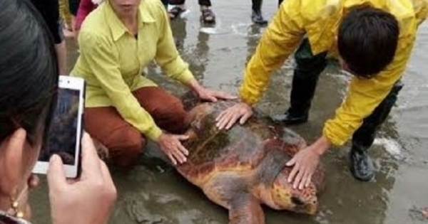Nghệ An: Rùa biển quý hiếm mắc lưới ngư dân