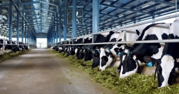 Vinamilk đưa vào hoạt động trang trại bò sữa thứ 7 tại Hà Tĩnh