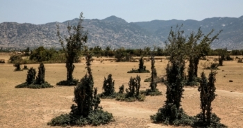 Công viên bonsai nơi vùng "đất chết"
