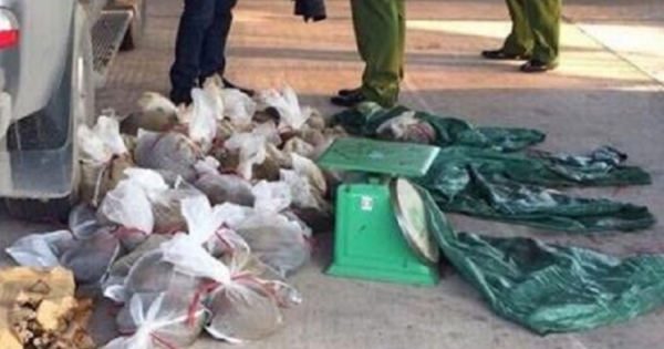 Quảng Ninh: Bắt giữ người đàn ông vận chuyển hàng chục cá thể tê tê
