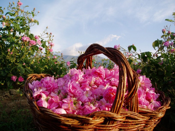 &nbsp;Kazanlak l&agrave; thung lũng trồng hoa hồng nổi tiếng nhất ở Bulgaria. Ở Kazanlak, c&oacute; tới 173 ng&ocirc;i l&agrave;ng trồng hoa hồng.