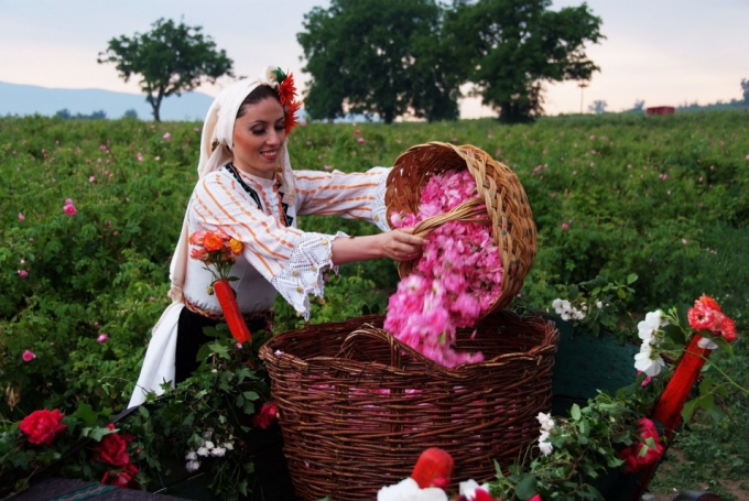Hoa hồng đ&oacute;ng vai tr&ograve; quan trọng trong cuộc sống của người d&acirc;n Bulgaria.