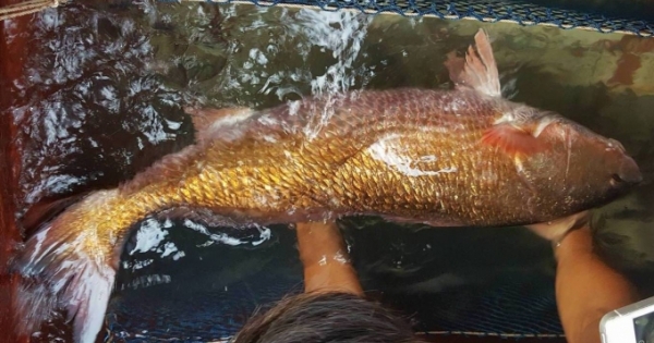 Cá nặng 8kg nghi là cá sủ vàng bạc tỷ dính lưới ngư dân