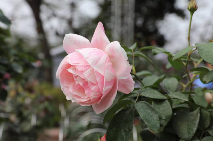 H&agrave;ng ng&agrave;n người tham dự lễ hội hoa hồng đầu ti&ecirc;n tại Việt Nam