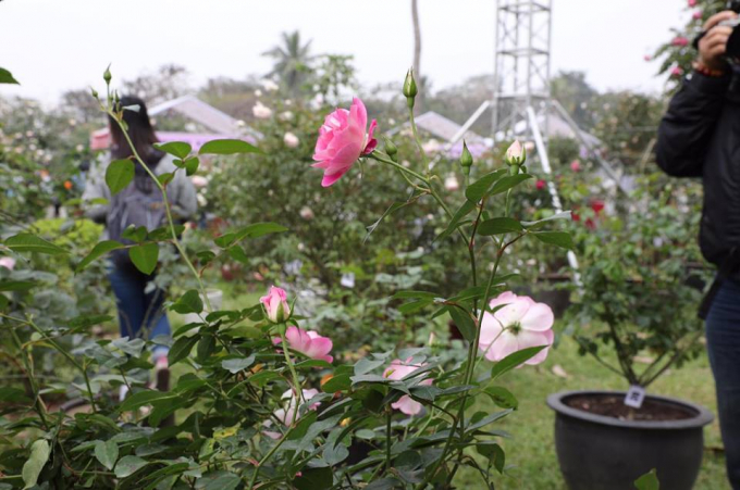 H&agrave;ng ng&agrave;n người tham dự lễ hội hoa hồng đầu ti&ecirc;n tại Việt Nam