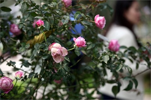 Hoa hồng tại Lễ hội Hoa hồng Bulgari v&agrave; bạn b&egrave; (Ảnh: VietNamNet)