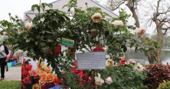 Bản tin Facebook nóng nhất tuần qua: Lễ hội hoa hồng Bulgaria - Chất lượng chưa tương xứng với giá vé