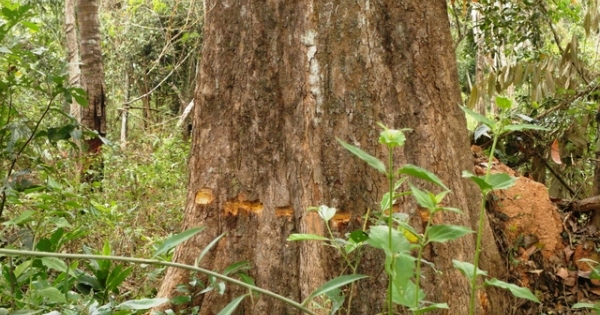 Tây Ninh: Hàng trăm cây rừng tự nhiên bị khoan lỗ, đổ thuốc độc