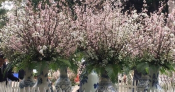 Rực rỡ sắc hoa anh đào tại Hà Nội