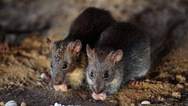 Số lượng chuột qu&aacute; nhiều ảnh hưởng tới cuộc sống của người d&acirc;n Paris. (Ảnh: AFP)