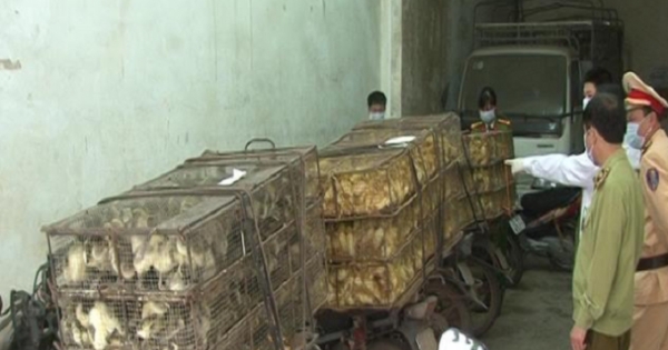 Lạng Sơn: Bắt giữ nhóm người vận chuyển hàng nghìn con gia cầm lậu