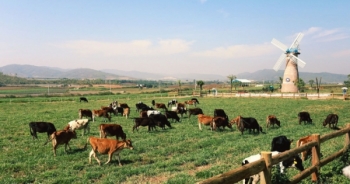 Cận cảnh trang trại bò sữa Organic trên cao nguyên Lâm Đồng