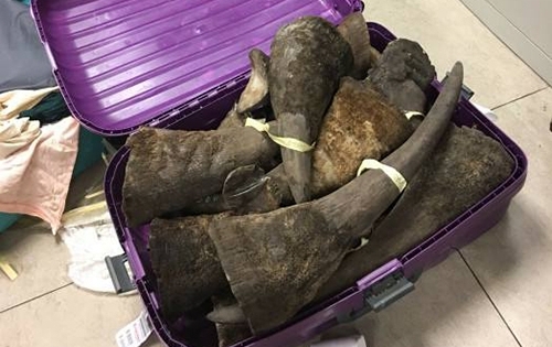 Nghi án hai valy vô chủ chứa đầy sừng tê giác ở sân bay Nội Bài