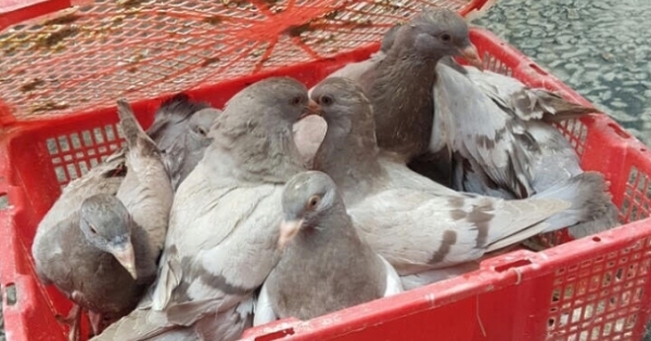 Quảng Ninh: CSGT thu giữ 500 con chim bồ câu không rõ nguồn gốc