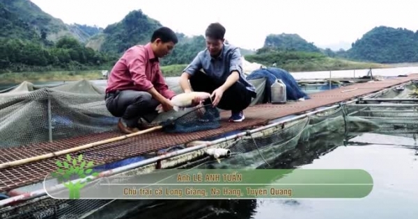 Hơn 500 hộ nuôi cá lồng trên lòng hồ thủy điện Na Hang