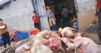 Biến lợn chết thành đặc sản thịt hun khói