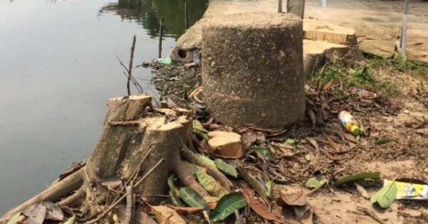 Hà Nội: Nghiêm cấm chặt cây xanh khi dẹp vỉa hè