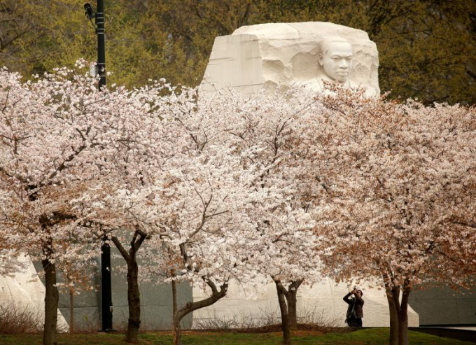 Hoa anh đ&agrave;o nở rộ ở khu vực tưởng niệm Martin Luther King Jr.